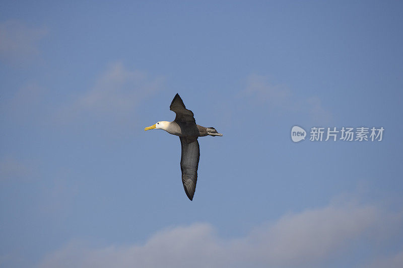 加拉帕戈斯信天翁(Diomedea irrorata)在加拉帕戈斯群岛Espanola岛的蓬塔苏亚雷斯飞行